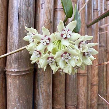 Tropical Zen Bungalow Pahoa Luaran gambar