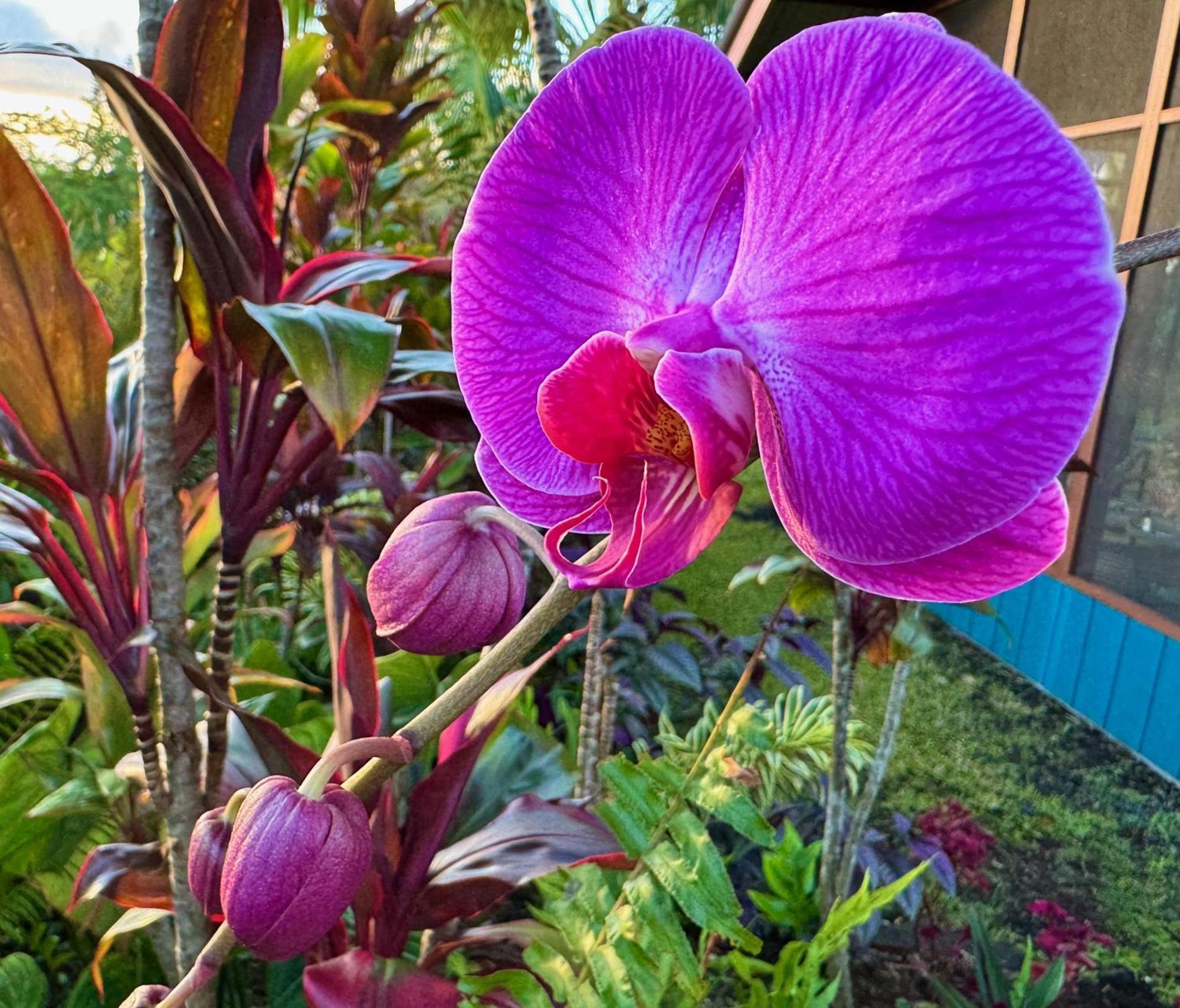 Tropical Zen Bungalow Pahoa Luaran gambar
